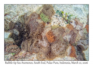 Bubble-tip Sea Anemones