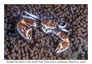 Spotted Porcelain Crab