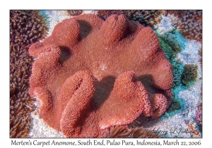 Merten's Carpet Anemone