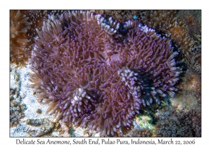 Delicate Sea Anemone