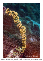 Spiral Wire Coral