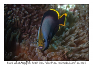 Black Velvet Angelfish