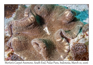 Merten's Carpet Anemone