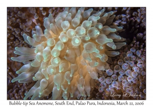 Bubble-tip Sea Anemone