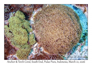 Anchor & Torch Coral