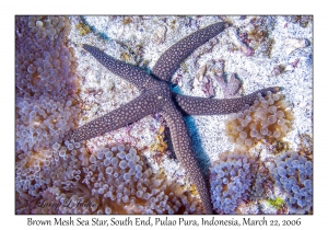 Brown Mesh Sea Star