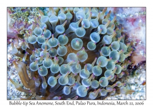 Bubble-tip Sea Anemone