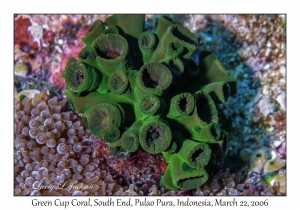 Green Cup Coral