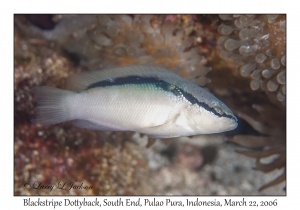 Blackstripe Dottyback