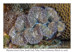 Maxima Giant Clam