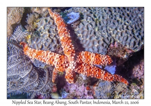 Nippled Sea Star