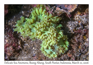 Delicate Sea Anemone