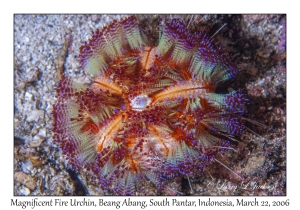 Magnificent Fire Urchin