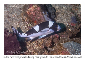 Dotted Sweetlips juvenile