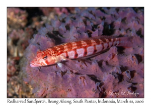 Redbarred Sandperch