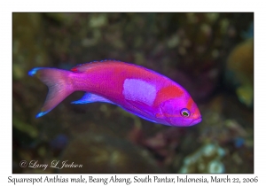 Squarespot Anthias male