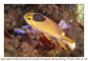 Squarespot Anthias female and Cymathoid Isopods