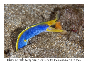 Ribbon Eel male