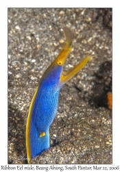 Ribbon Eel male