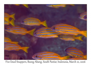 Five-lined Snappers