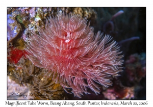 Magnificent Tube Worm