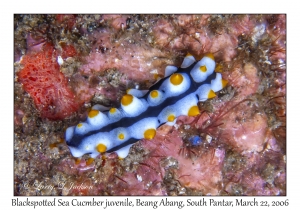 Blackspotted Sea Cucumber juvenile