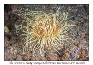 Tube Anemone