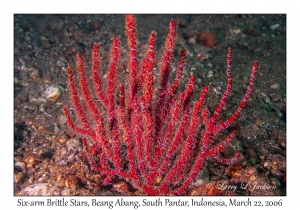 Six-arm Brittle Star