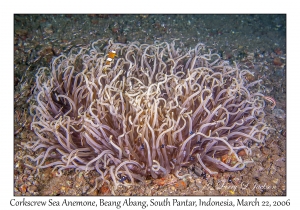 Corkscrew Sea Anemone