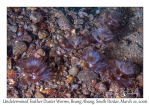 Undetermined Feather Duster Worms