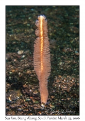 Sea Pen