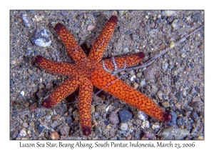 Luzon Sea Seastar