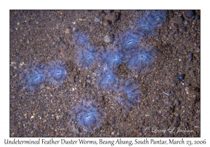 Undetermined Feather Duster Worms