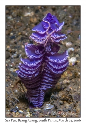 Sea Pen