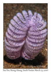 Sea Pen