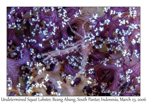 Undetermined Squat Lobster
