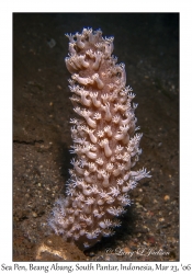 Sea Pen