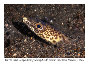 Barred Sand Conger