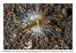 Unknown Sea Anemone