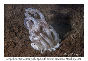 Striped Anemone