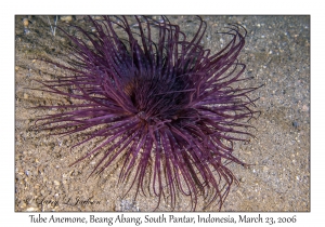 Tube Anemone