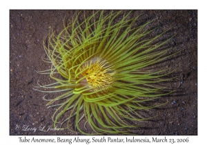 Tube Anemone