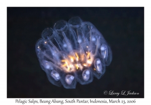 Pelagic Salps