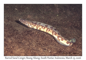 Barred Sand Conger