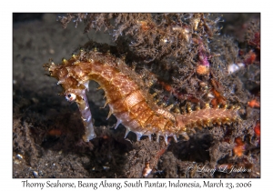 Thorny Seahorse