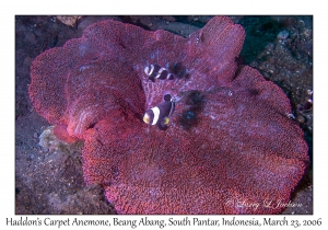 Haddon's Carpet Anemone