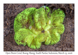 Open Brain Coral