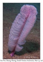 Sea Pen