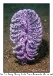 Sea Pen