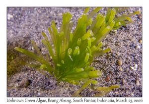 Unknown Green Algae